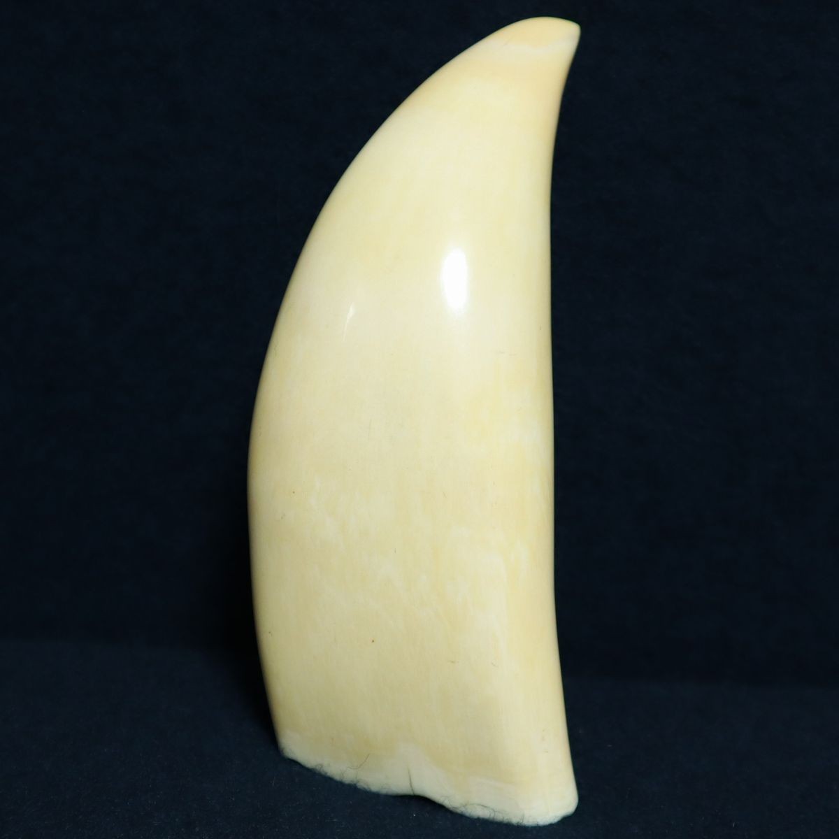 希少 極上品! マッコウクジラ 抹香鯨 鯨歯 鯨 歯 牙 海獣 彫刻 重量約 