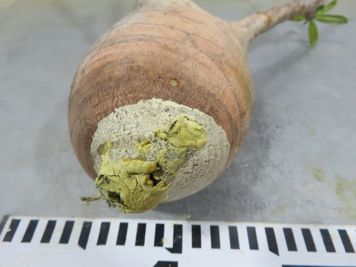 ゆかさま専用 ン0323 「塊根植物」パキポディウム グラキリス MS～M 抜き苗【最新