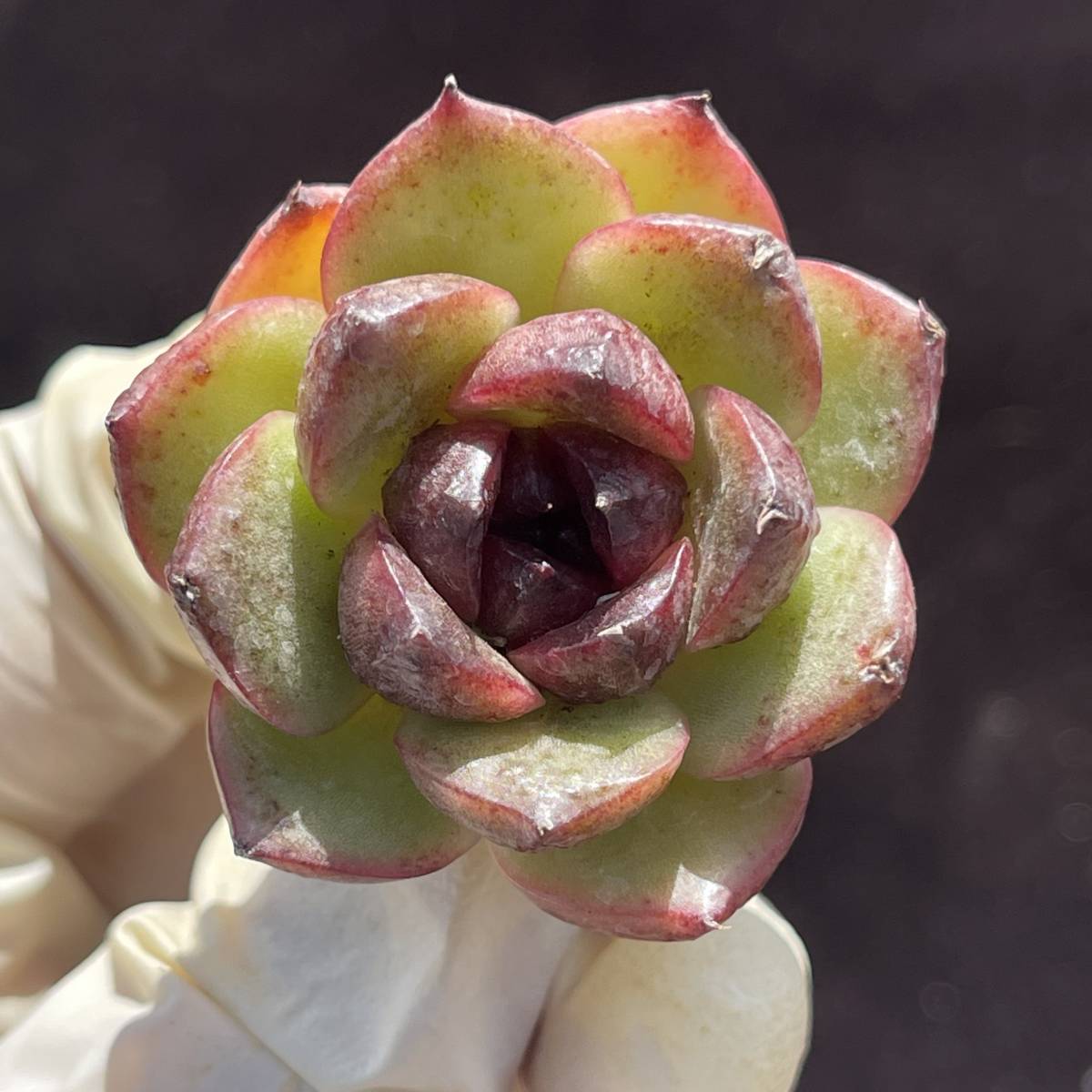 54株 X84-2多肉植物 エケベリア　ブラックローズ　超美苗 サボテン 観葉植物 花 園芸　レア種