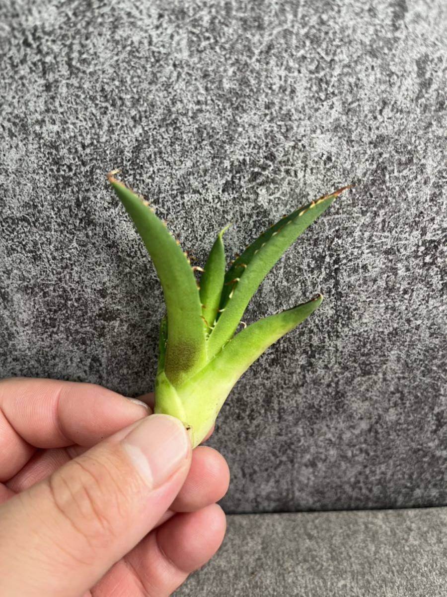 アガベ　チタノタ　サーベルタイガー検索用　シーザー、ハデス、ホホジロザメ、皇冠、清桜、オテロイ、FO076、龍球会