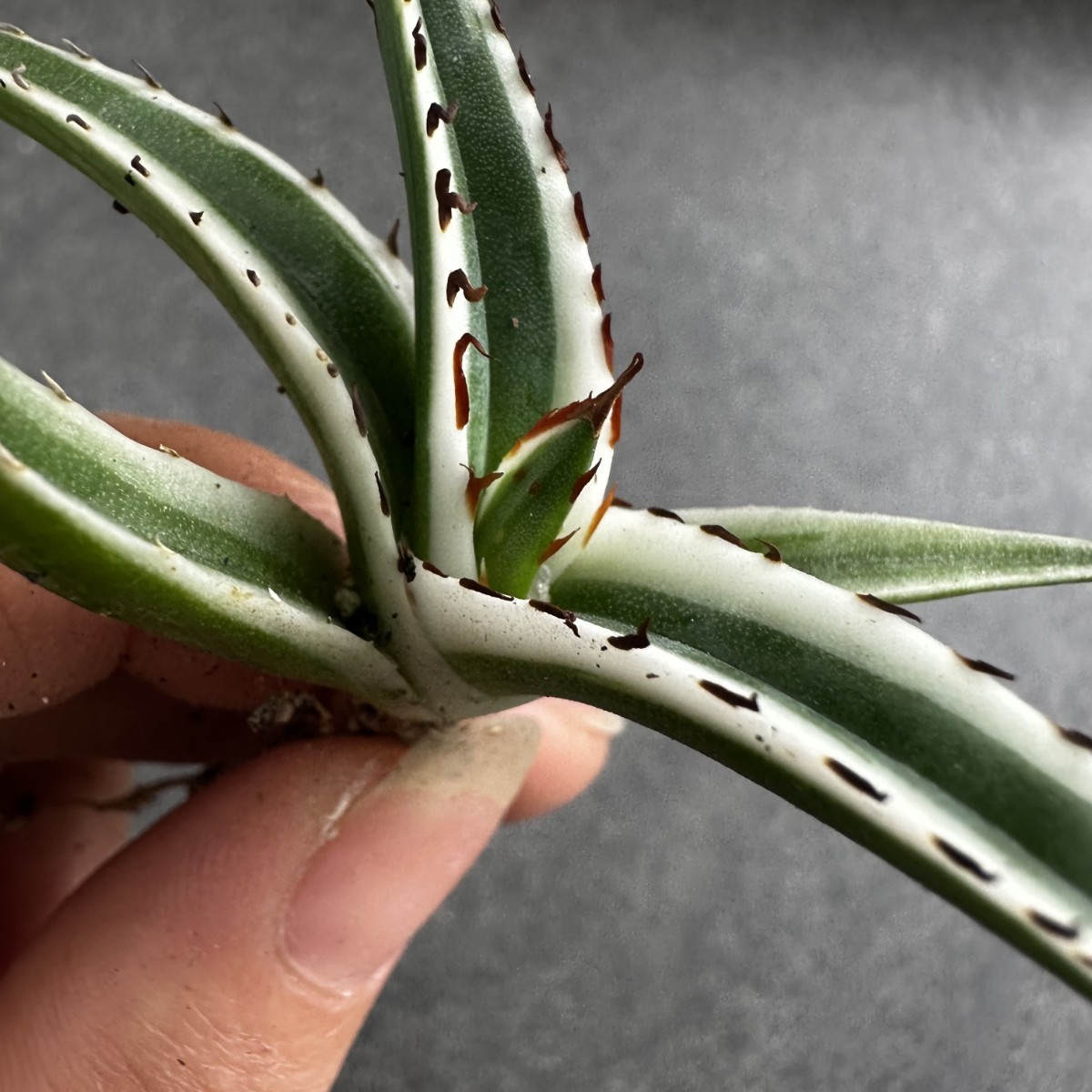 X23 【パンダ園芸】 アガベ　チタノタ 氷山 発根済み