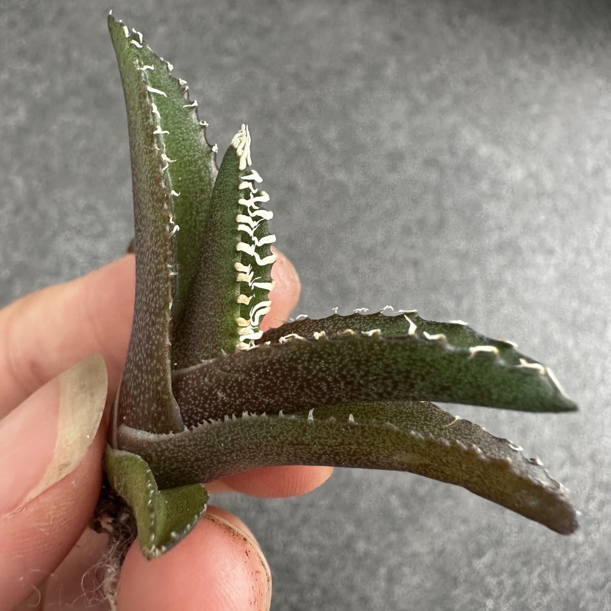 チタノタ アガベ 子株 金剛 - メルカリ Agave ⁄ titanota 3号 ⁄アガベ