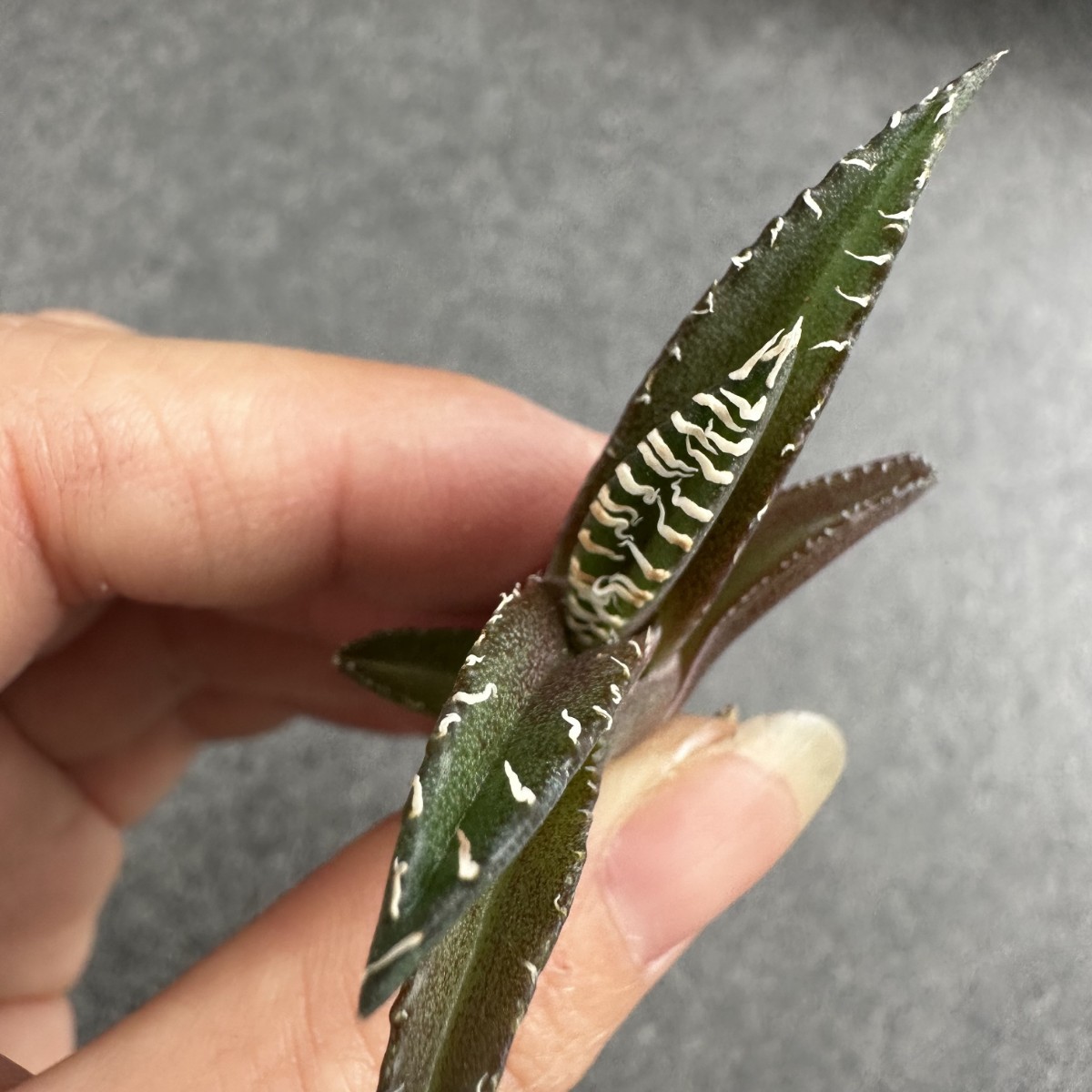 チタノタ アガベ 子株 金剛 - メルカリ Agave ⁄ titanota 3号 ⁄アガベ