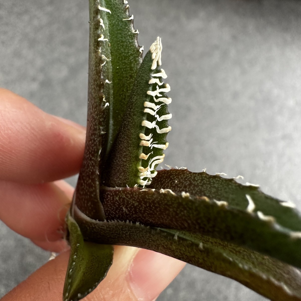 チタノタ アガベ 子株 金剛 - メルカリ Agave ⁄ titanota 3号 ⁄アガベ