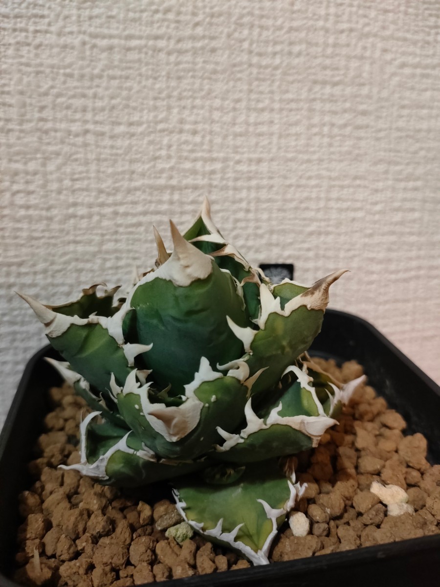 A15 多肉植物 アガベ チタノタ 狼人 極上株 【公式通販】