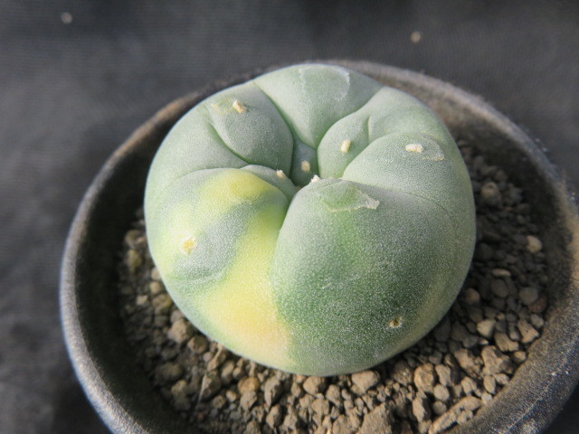 ＜サボテン・多肉植物＞　銀冠玉錦