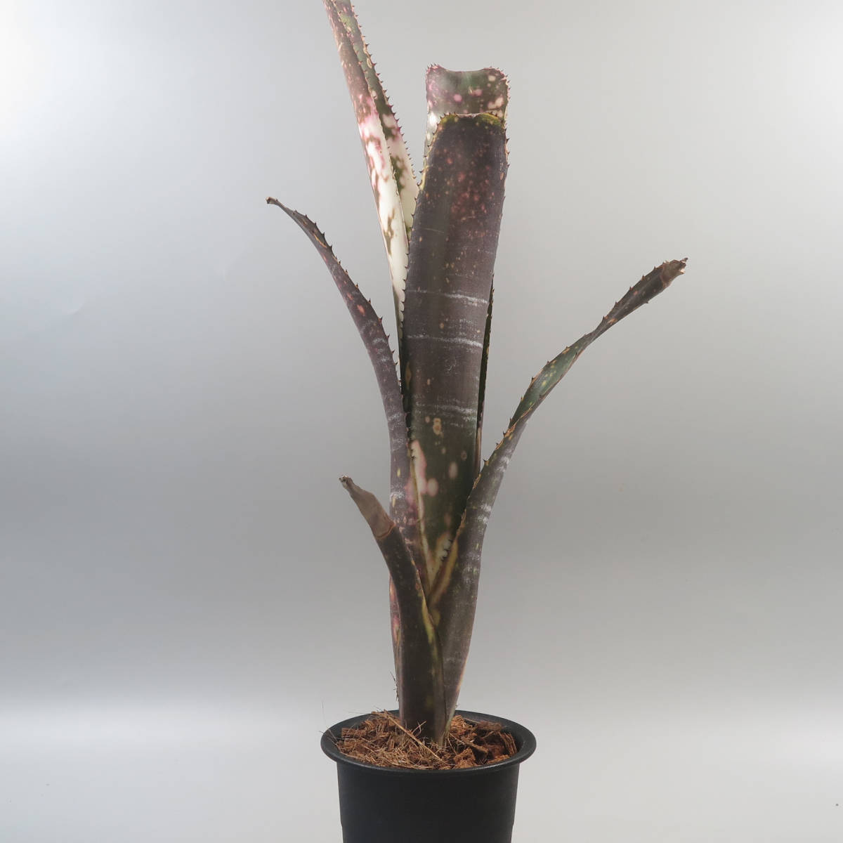 ブロメリア・エアープランツ Billbergia Sanderiana ビルベルギア