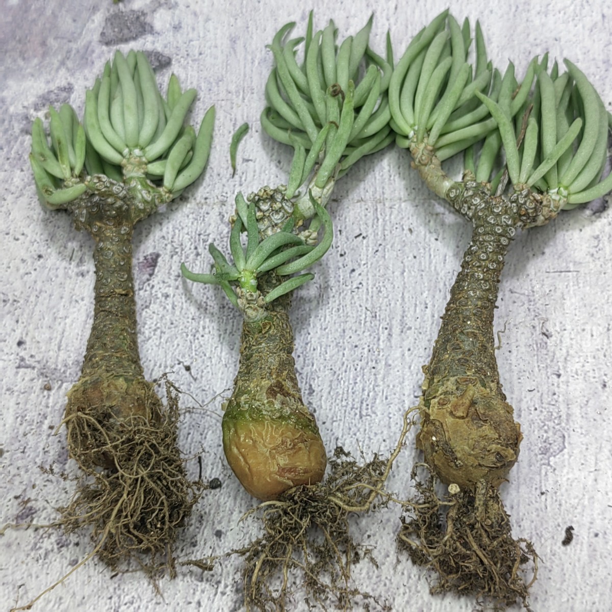 625 塊根植物 チレコドン ペアルソニー ベアルート株 冬型コーデックス