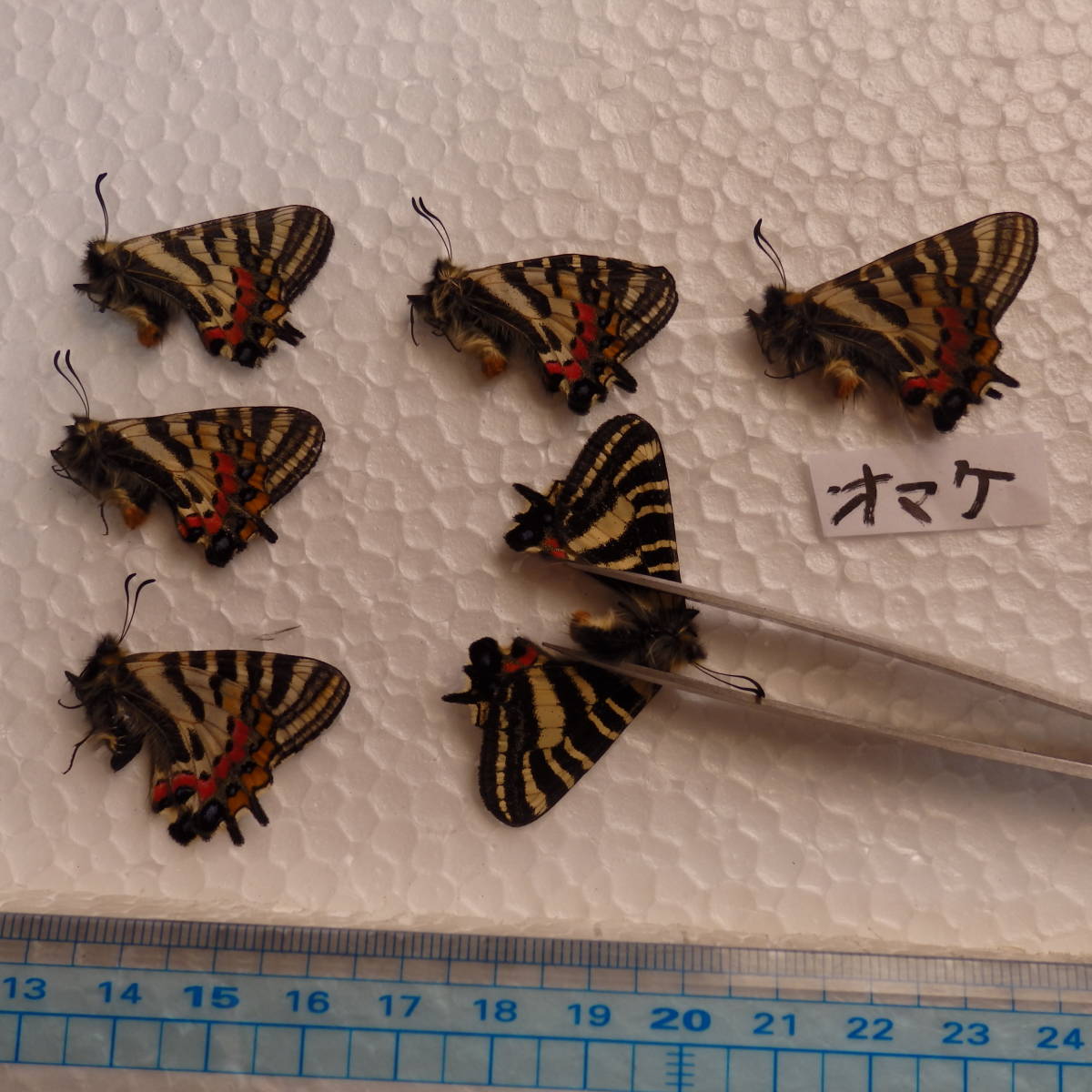 蝶標本 貴重種 エゾヒメギフチョウ5匹オマケ1（北海道士別市産）今