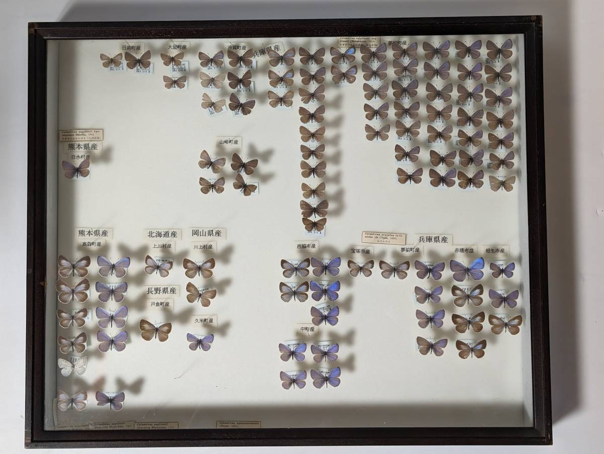 蝶　標本　　　中古　ドイツ箱　標本箱サイズ横52cm幅42cm厚み6cmの箱です　スギタニルリシジミ　ルリシジミ