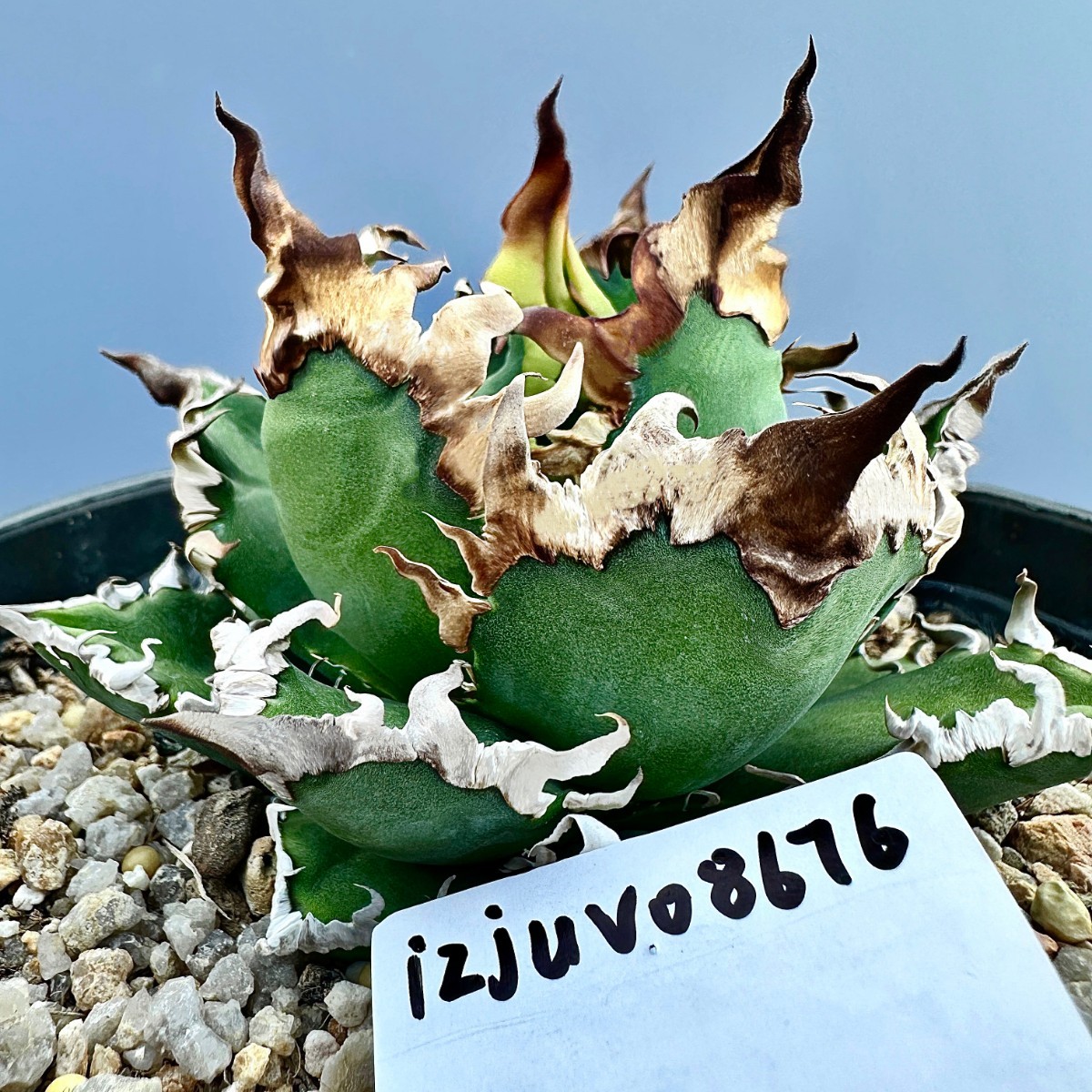 V43 激レア高級品種 アガベ チタノタ シーザー super caesar 極上強棘 極上狂刺 厳選極上美株