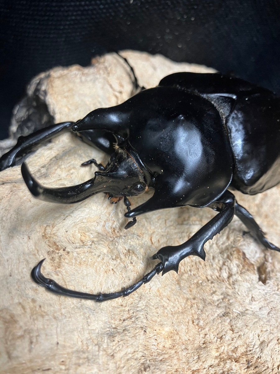 ◯beetleshop桜◯アクティオンゾウカブト成虫♂単品115ミリ