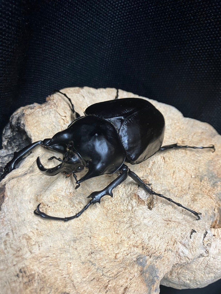 ◯beetleshop桜◯アクティオンゾウカブト成虫♂単品115ミリ
