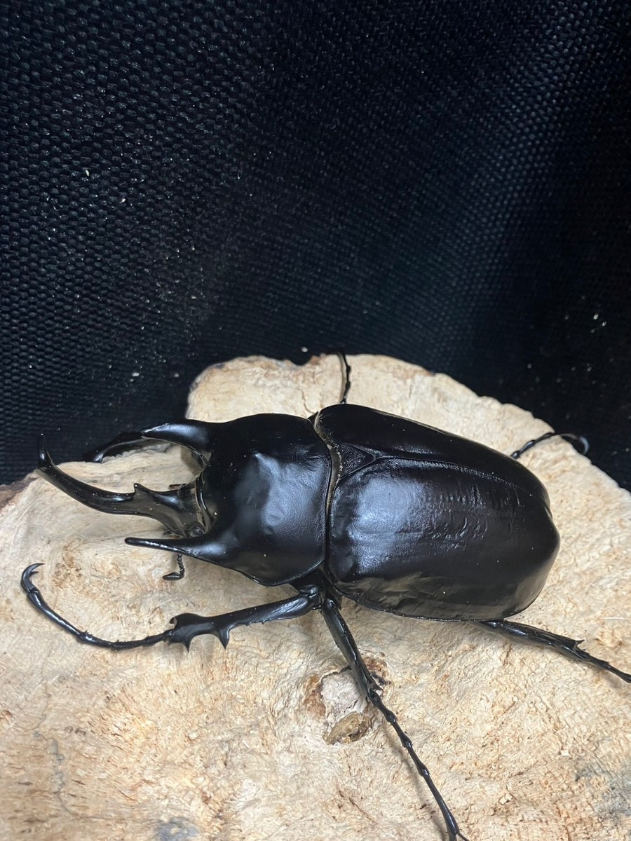 ◯beetleshop桜◯アクティオンゾウカブト成虫♂単品115ミリ