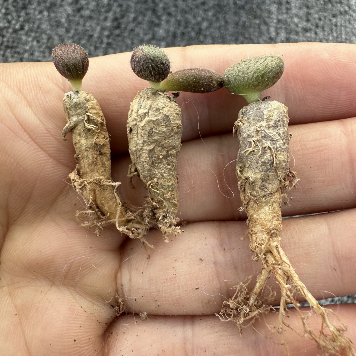 デオナチュレ各種12個 H18 【パンダ園芸】特選 珍奇植物 Tylecodon nolteeiの近似種