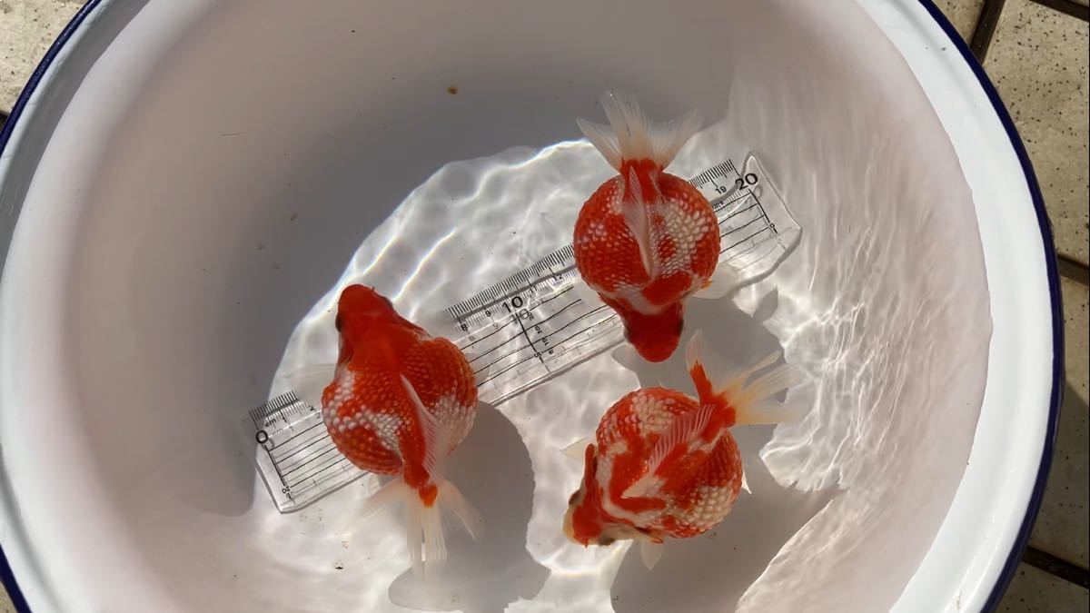 【2023年産】ピンポンパール　大きめ当歳魚 3匹セット　No，48