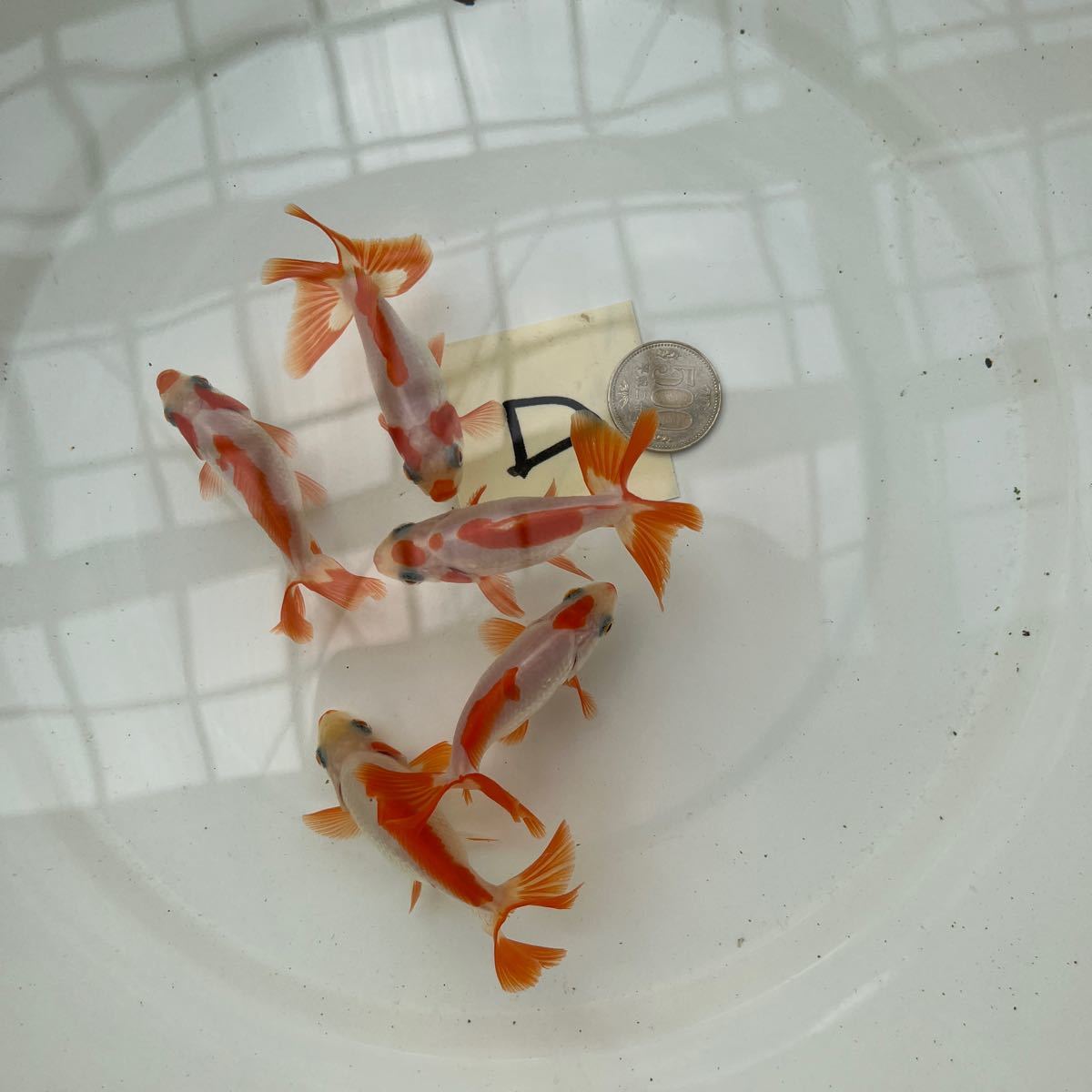 地金金魚、当歳Ｄ、5匹ファーン感謝デー最終