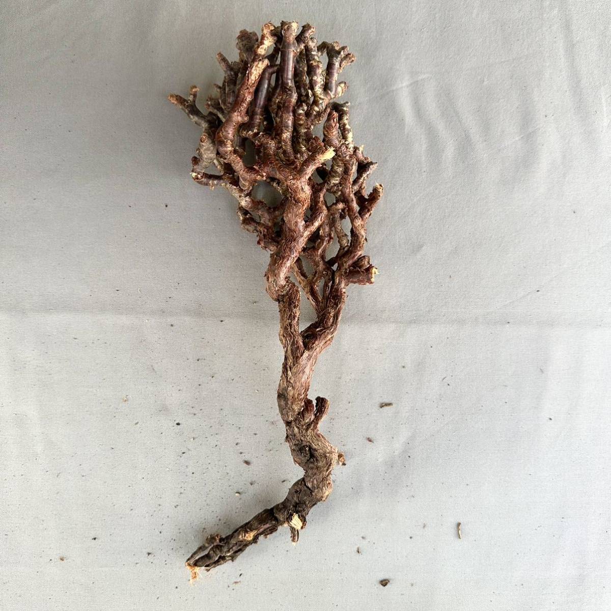 19 Pelargonium mirabile / ペラルゴニウム ミラビレ [検索] パキポディウム グラキリス オペルクリカリア パキプス ピグマエア トリステ