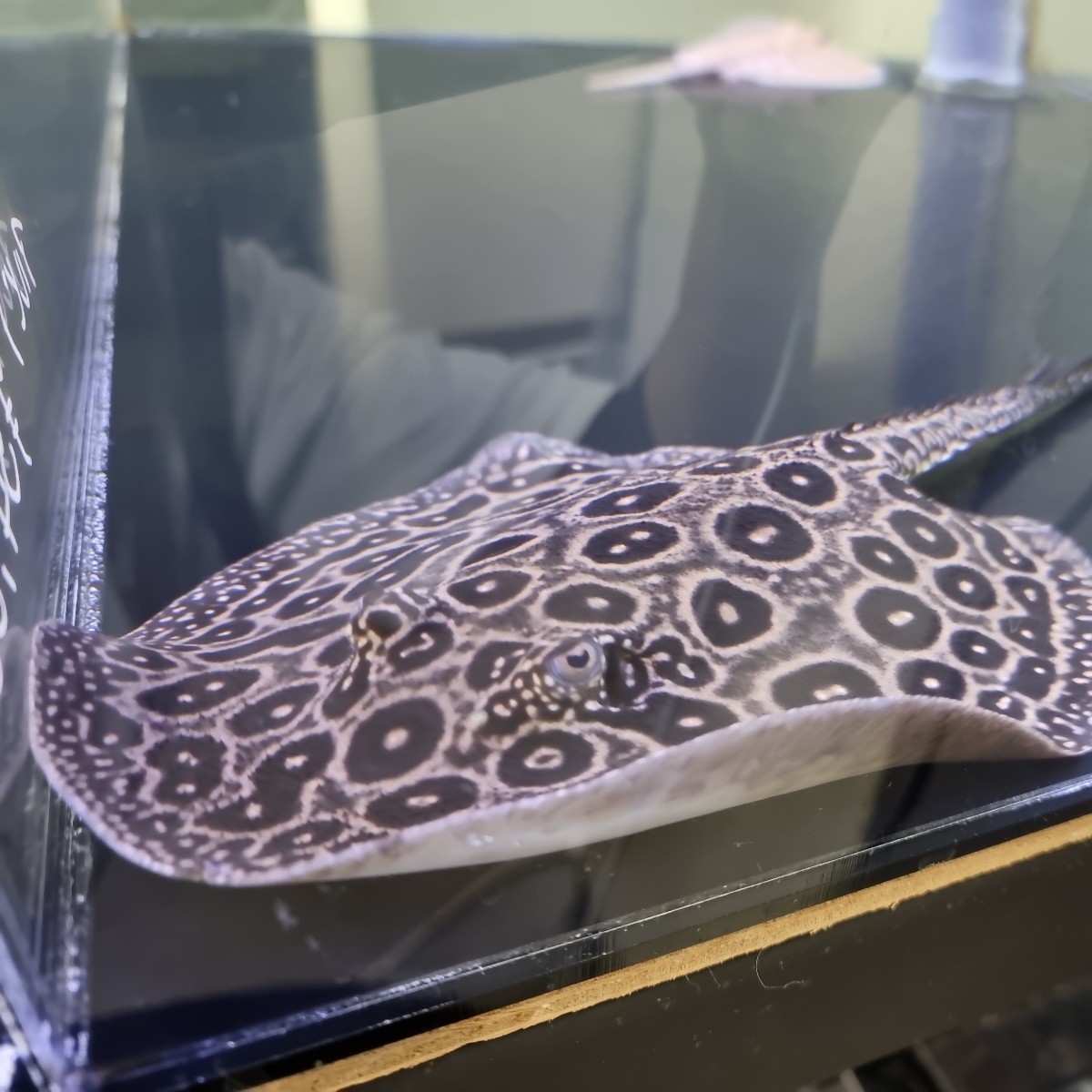 淡水エイ ヘテロクロコダイル メス 25センチ前後 淡水エイ 