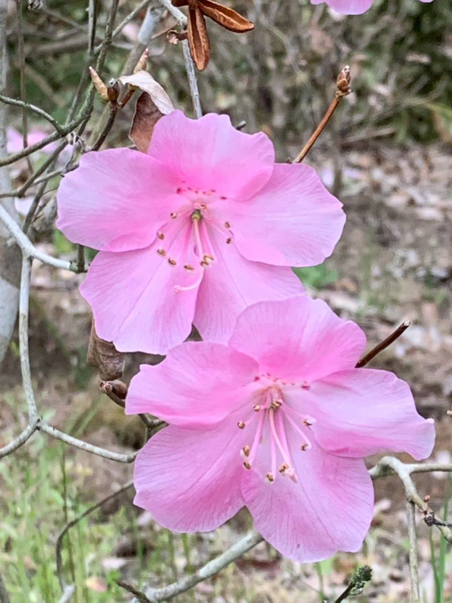 現品発送　アカヤシオツツジ　蕾つき　五葉ツツジ　豪華な株立ち　赤ヤシオ　落葉樹