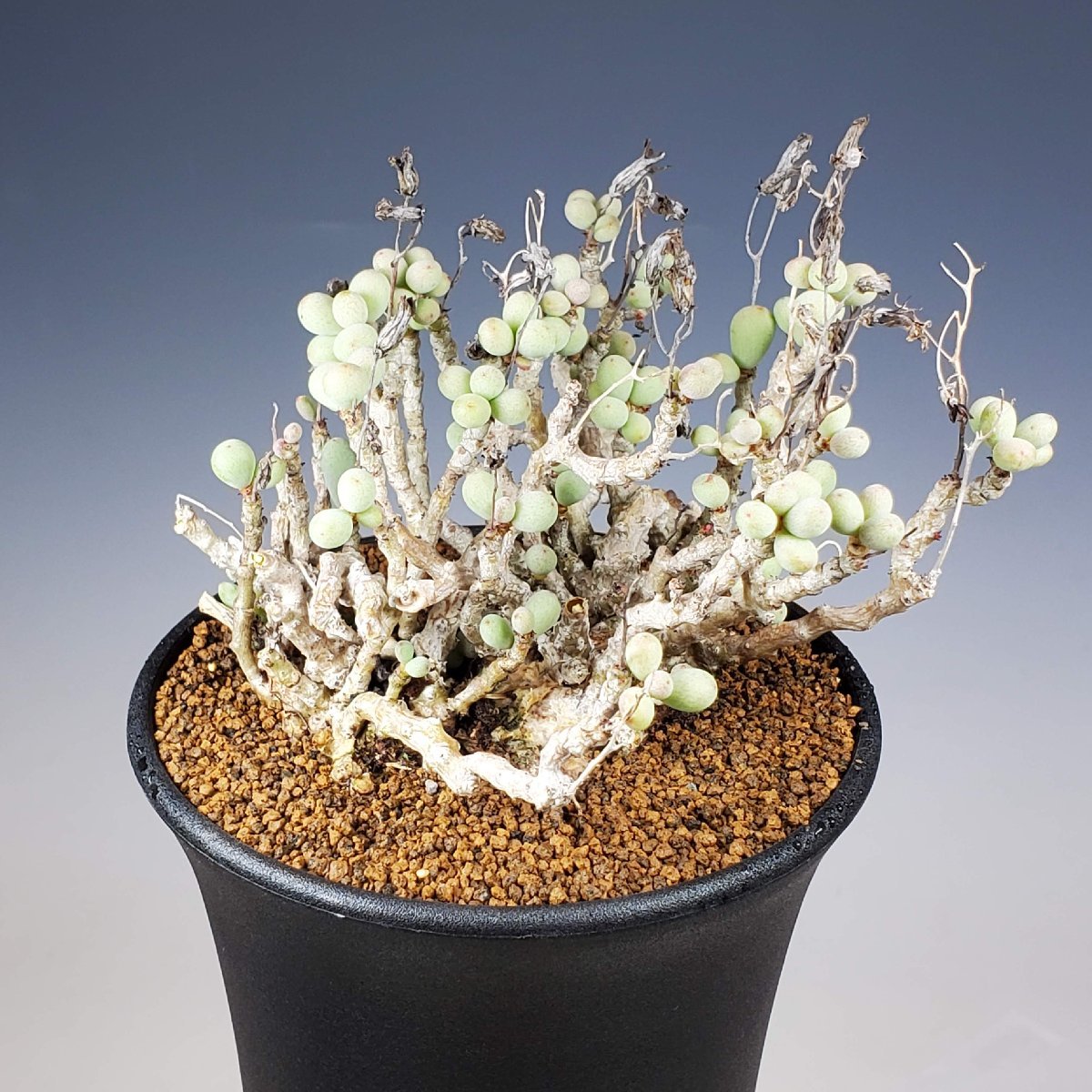 チレコドン・サイヌス-アレキサンドリ (スカエフェリアヌス) 10.5cm鉢 ■カクタス長田