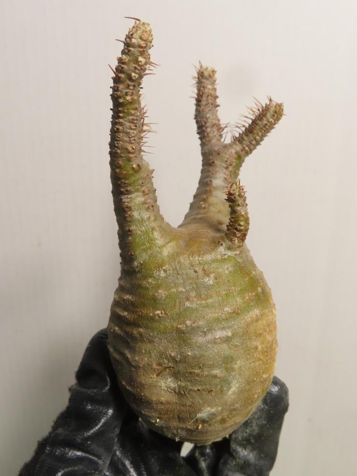 カ0384 「塊根植物」パキポディウム グラキリス SS 抜き苗【そろそろ植えます・マダガスカル・gracilius・根切り画像要確認】