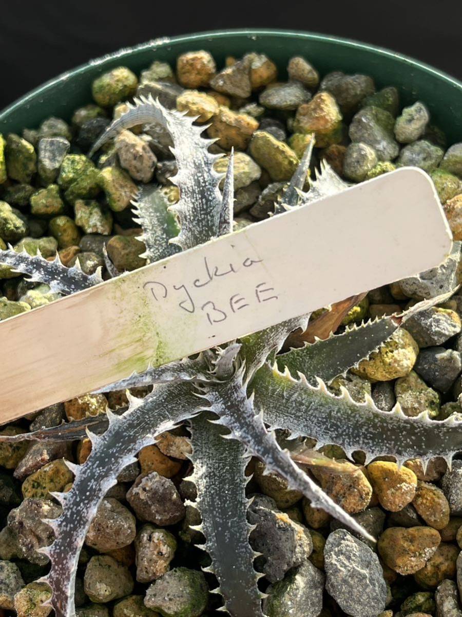 ディッキア ディッキア Dyckia BEE Bill Baker's hybrid from Bryan