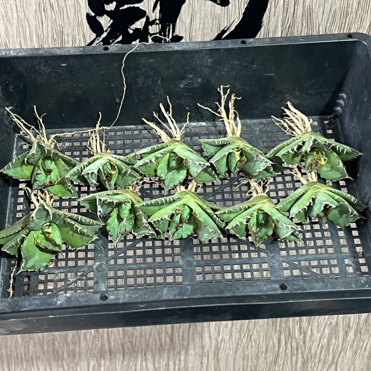 【龍園觀】No.632 特選 アガベ 多肉植物 蟹 カニ 強棘 極上株 10株 （組織培養株）