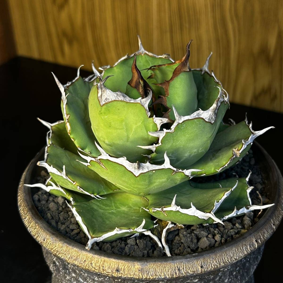 質量最大 極美大株 オリザバ 株 検（agave チタノタ チタノータ アガベ