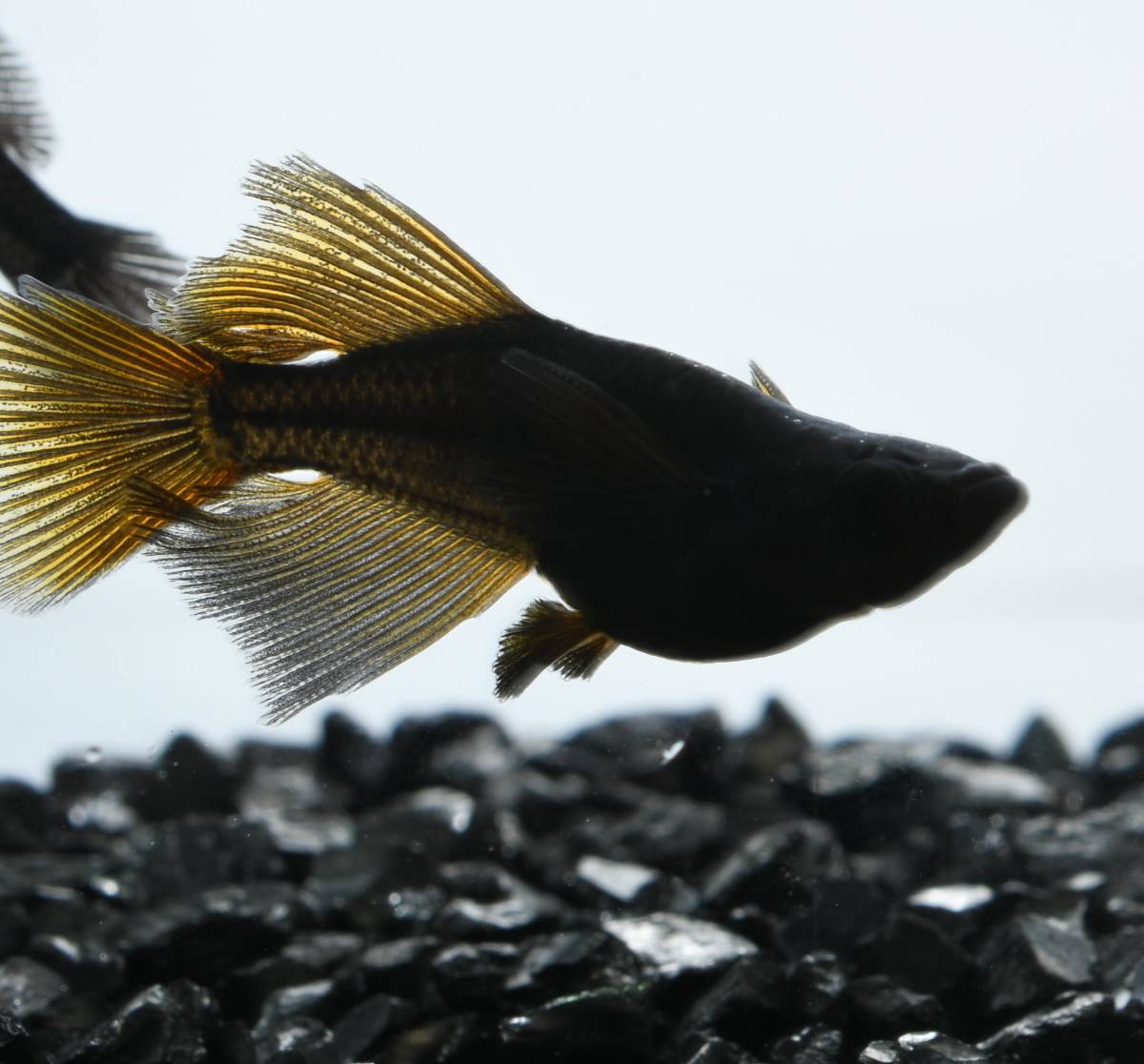 【メダカ屋　松家】　　ブラックランスめだか　雄1匹+ヘテロ雌1匹　計1ペア　【現物出品】