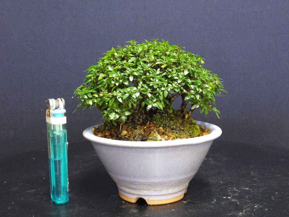HOT，大得価 伊豆盆栽＞姫香丁木＞小品盆栽“株