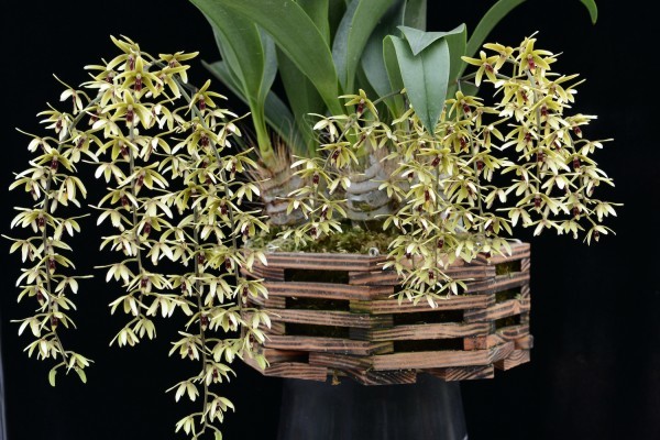 Den. munificum - デンドロビューム 洋蘭 原種 稀少開花株 メルカリ 洋