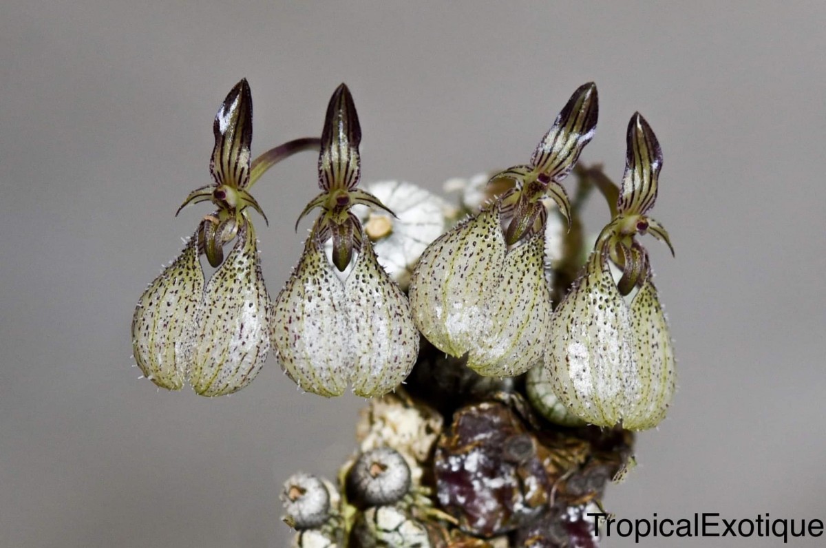 洋蘭原種 (104) 原産地由来　Bulb.polliculosum バルボフィラム ポリクロサム