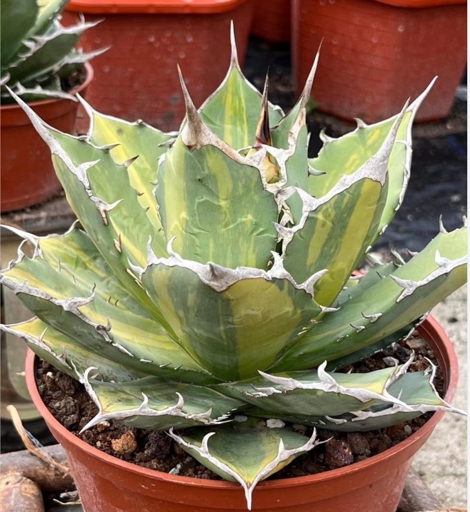 S76 【パンダ園芸】特選 アガベ チタノタ 厳竜錦 子株 