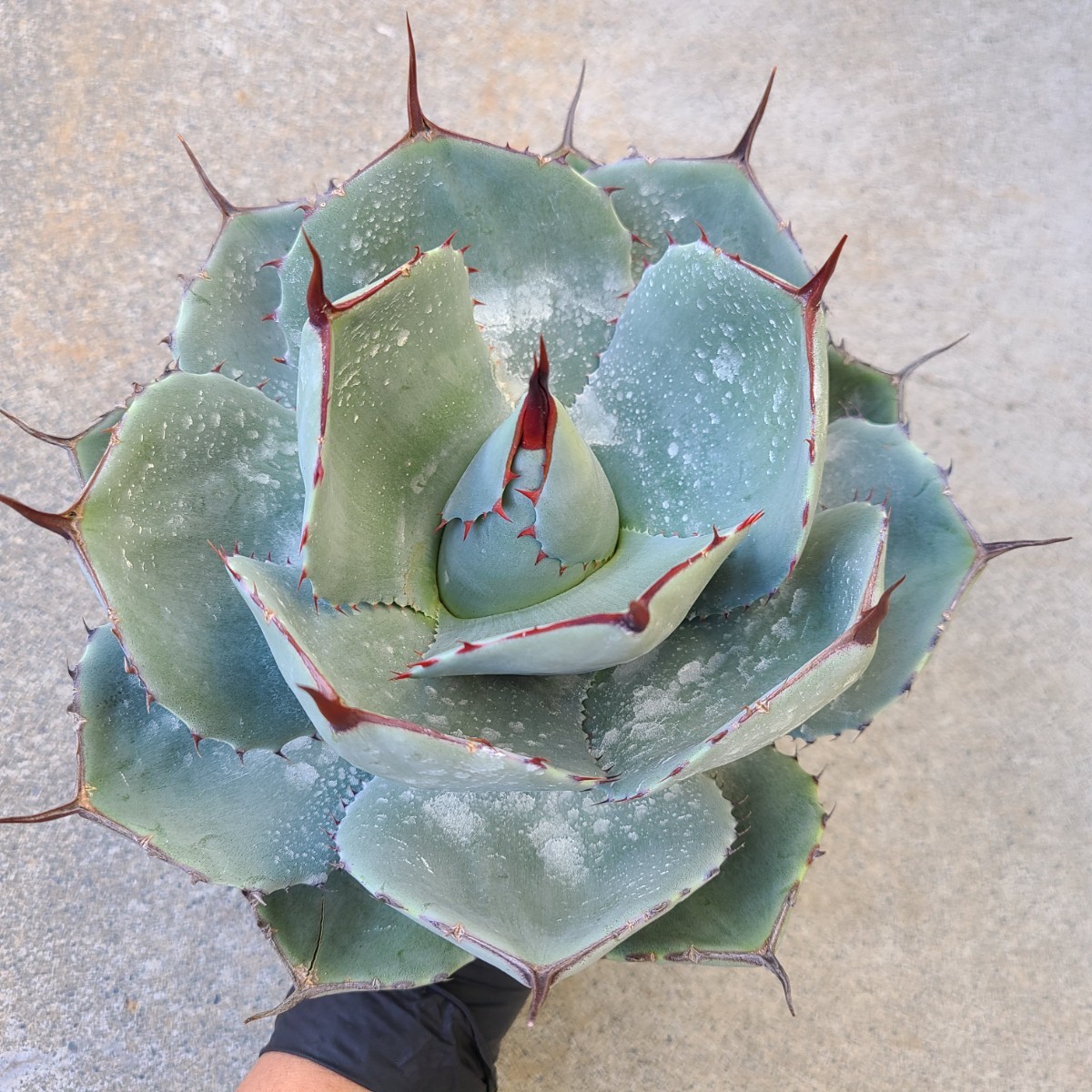 ⑥【1円スタート】アガベ・パリー・トランカータ/トゥルンカータ/parryi/truncate/US輸入株/良色棘/美株/