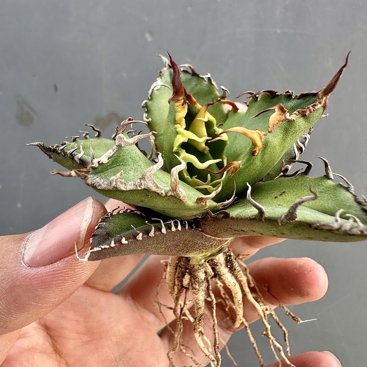 T14 激レア高級品種 アガベ チタノタ シーザー super caesar 極上強棘 極上狂刺 厳選極上美株