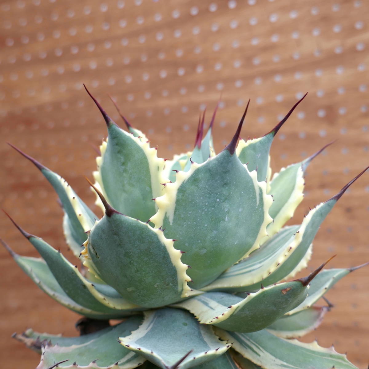 アガベ』ポタトラム アイスクリーム : BOTANICAL MAJESTY