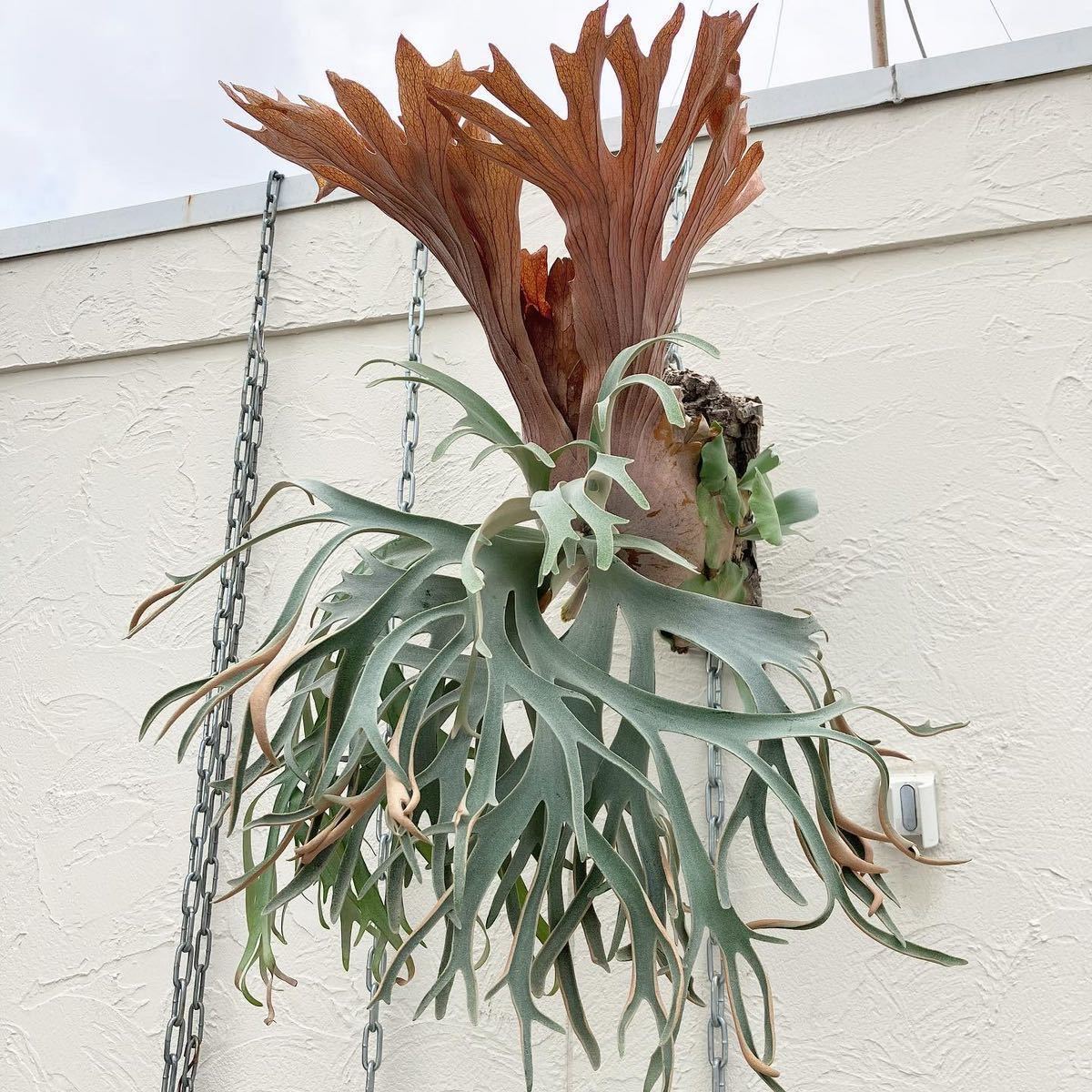 P. willinckii '月光爪哇' ビカクシダ 子株 △ P P. willinckii '月光爪哇' ビカクシダ 子株 △ P