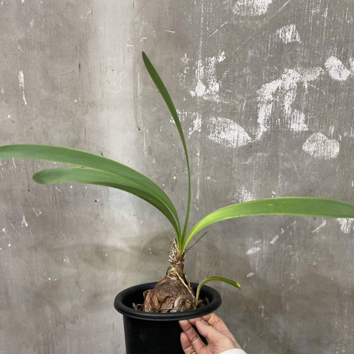 ［Pof］Cyrtanthus obliques キルタンサス・オブリクス