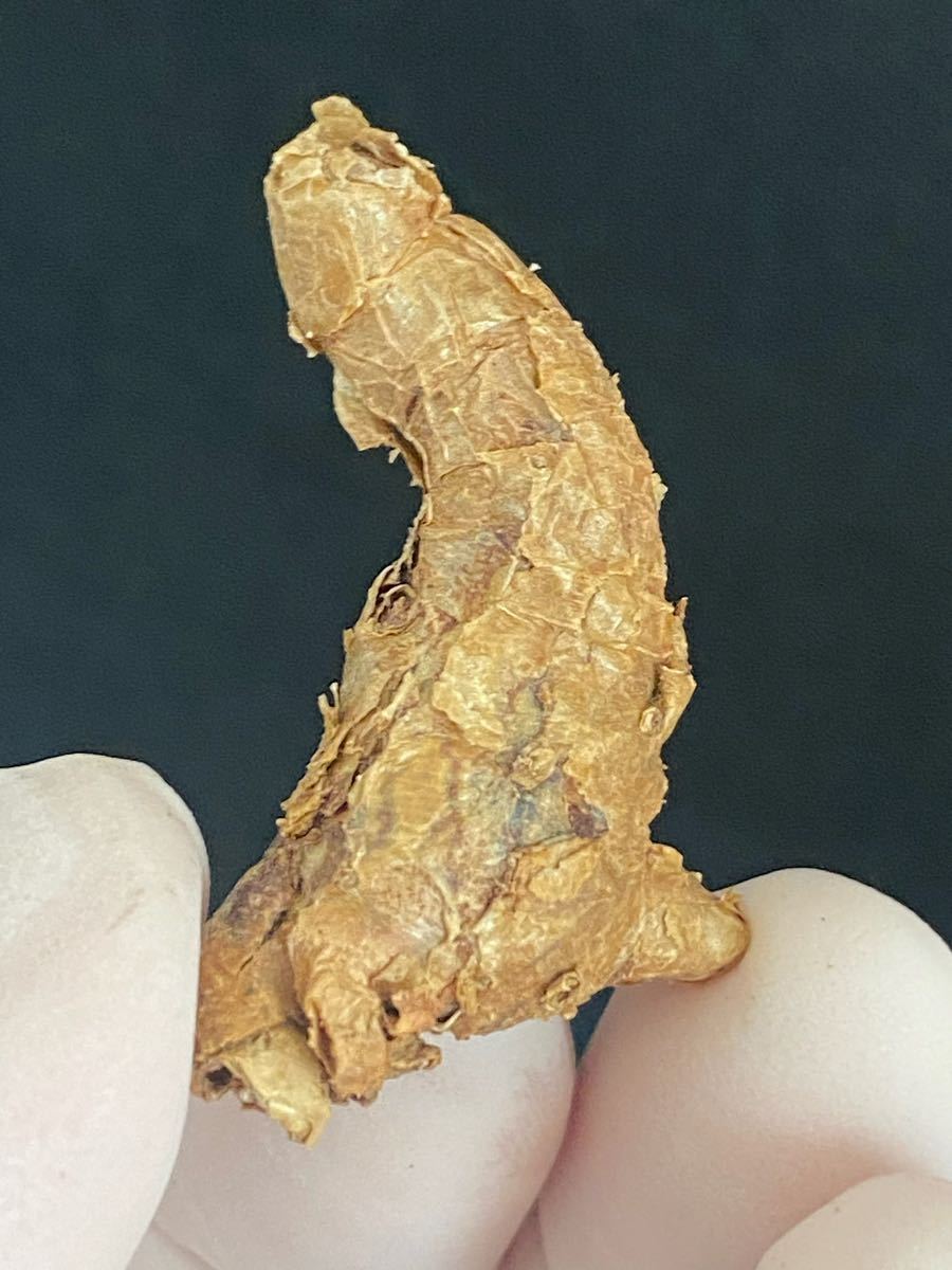 Tylecodon Pygmaeus Tylecodon pygmaeus チレコドン ピグマエウス 銀砂錦 1株 12月20日撮影 No.280(観葉植物)|売買された ...
