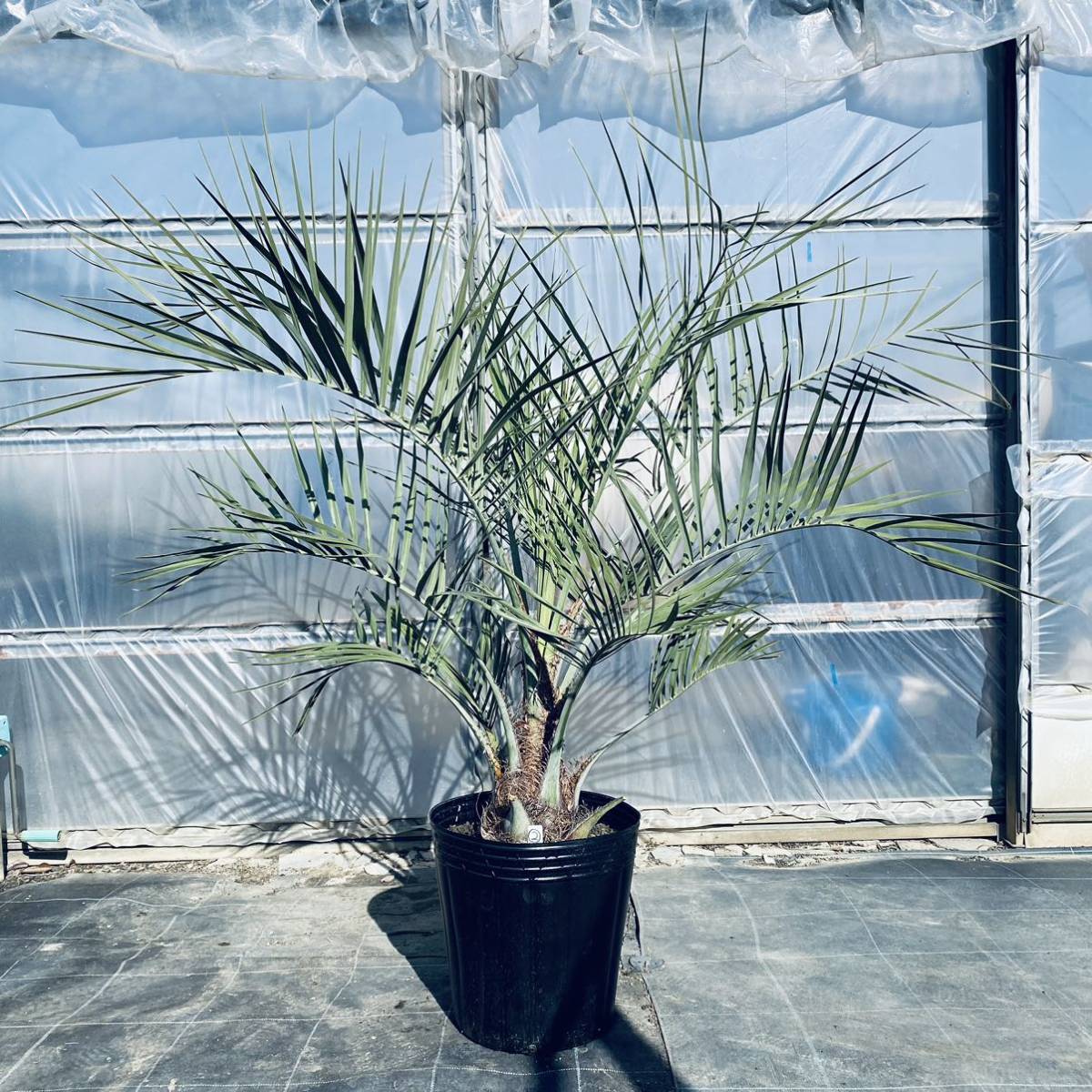 観葉植物 ①ココスヤシ 検)ドライガーデン 塊根植物 - Yahoo 