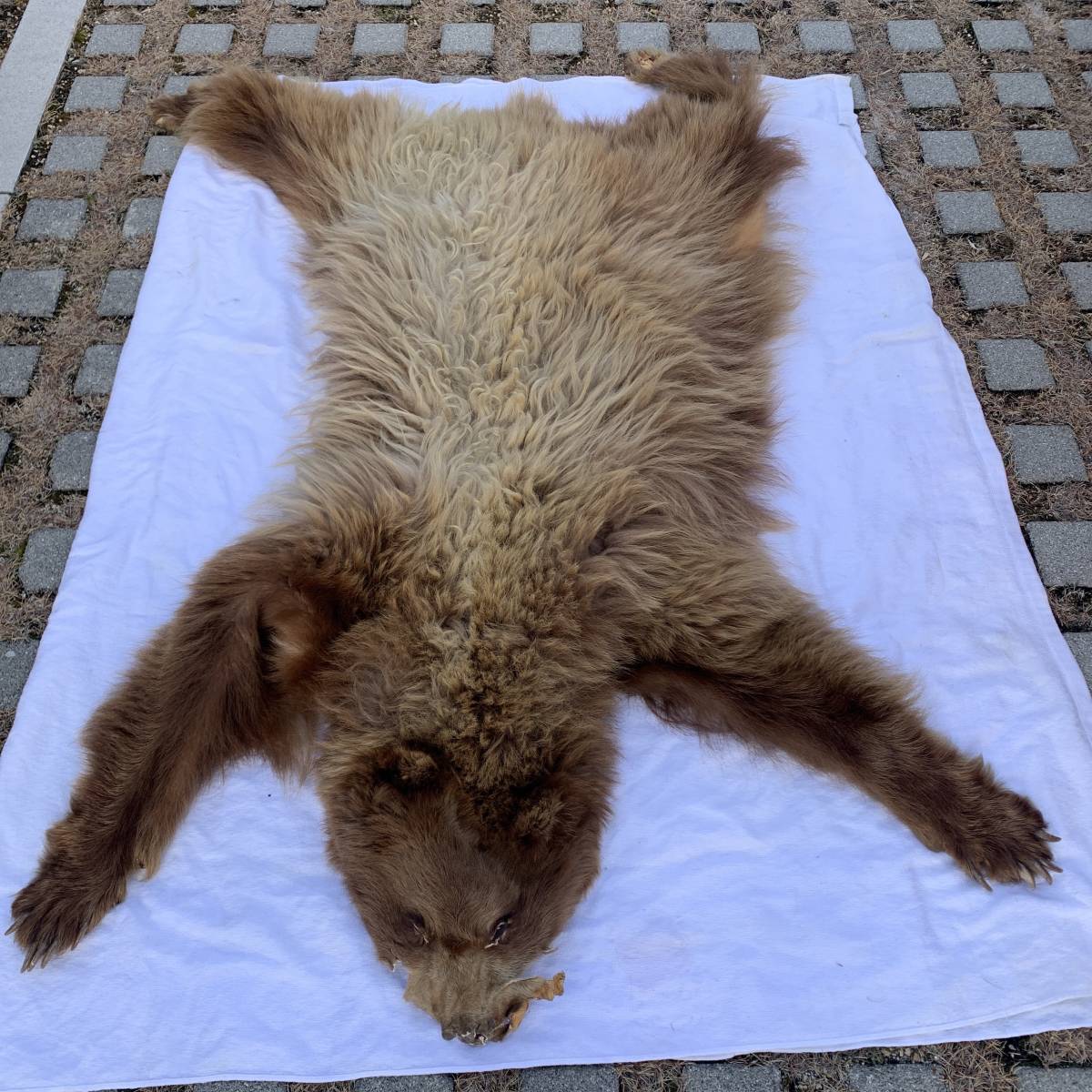 ヒグマ 剥製毛皮 本物 絨毯 北海道(毛皮、ティペット)｜売買された  