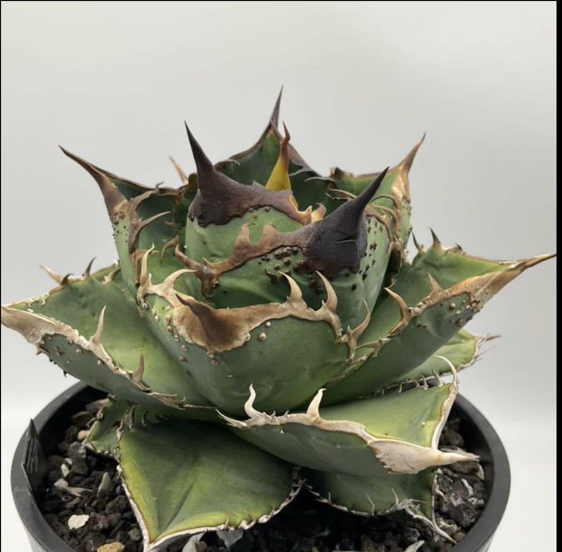 星空 Starry sky アガベ チタノタ 子株 Agave titanota 豆豆龍系列 ブツブツ 台湾 カキコ 1(アガベ)|売買された ...
