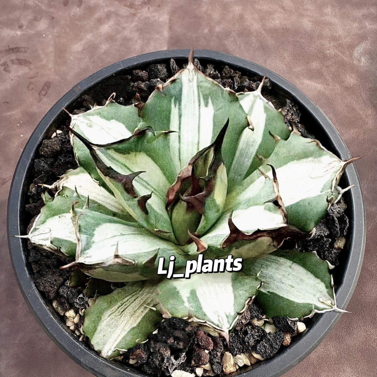 Lj_plants】 アガベ チタノタ 姫厳竜錦 極上斑入り 白中斑 希少株 子株
