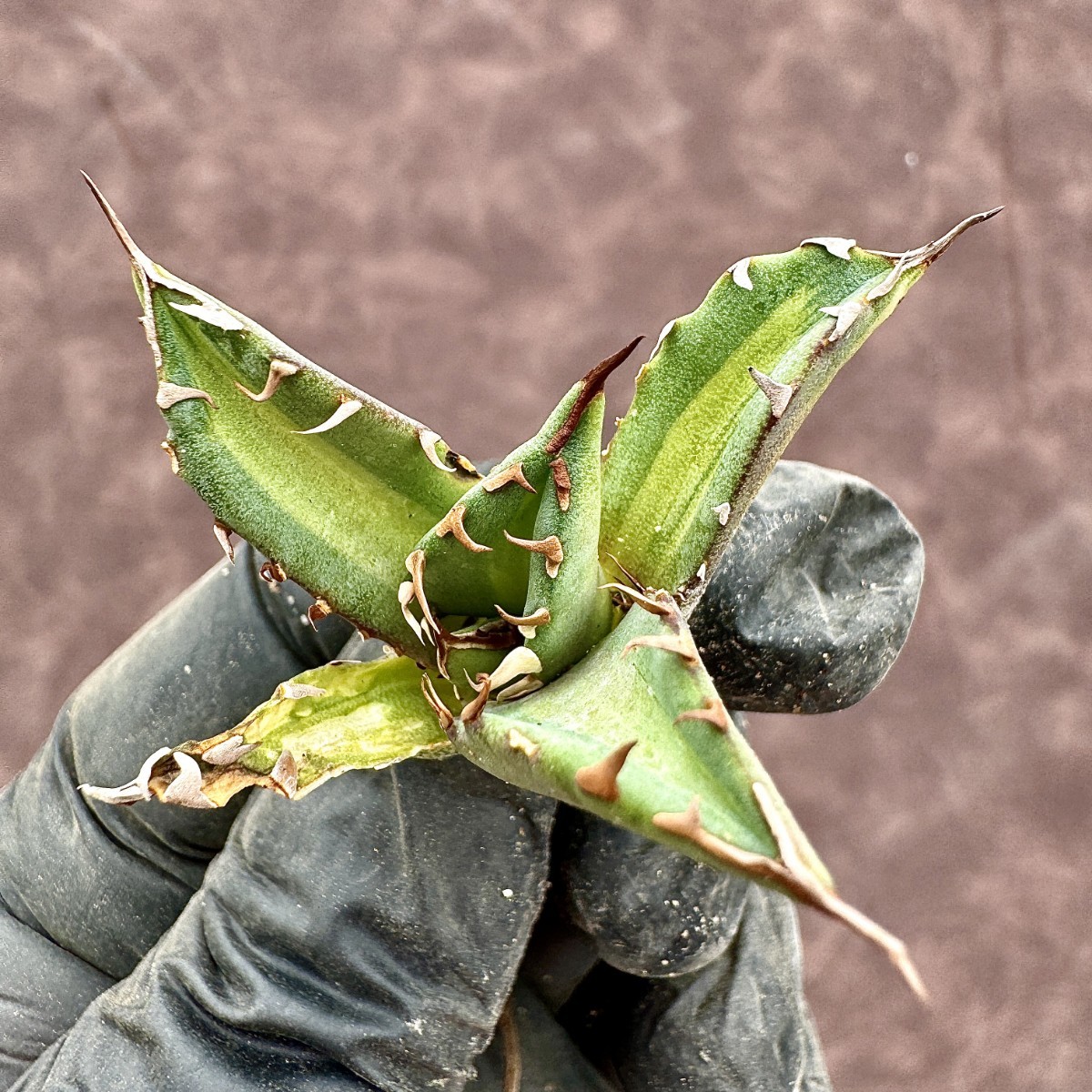 Lj_plants】 アガベ チタノタ 姫厳竜錦 極上斑入り 白中斑 希少株 子株