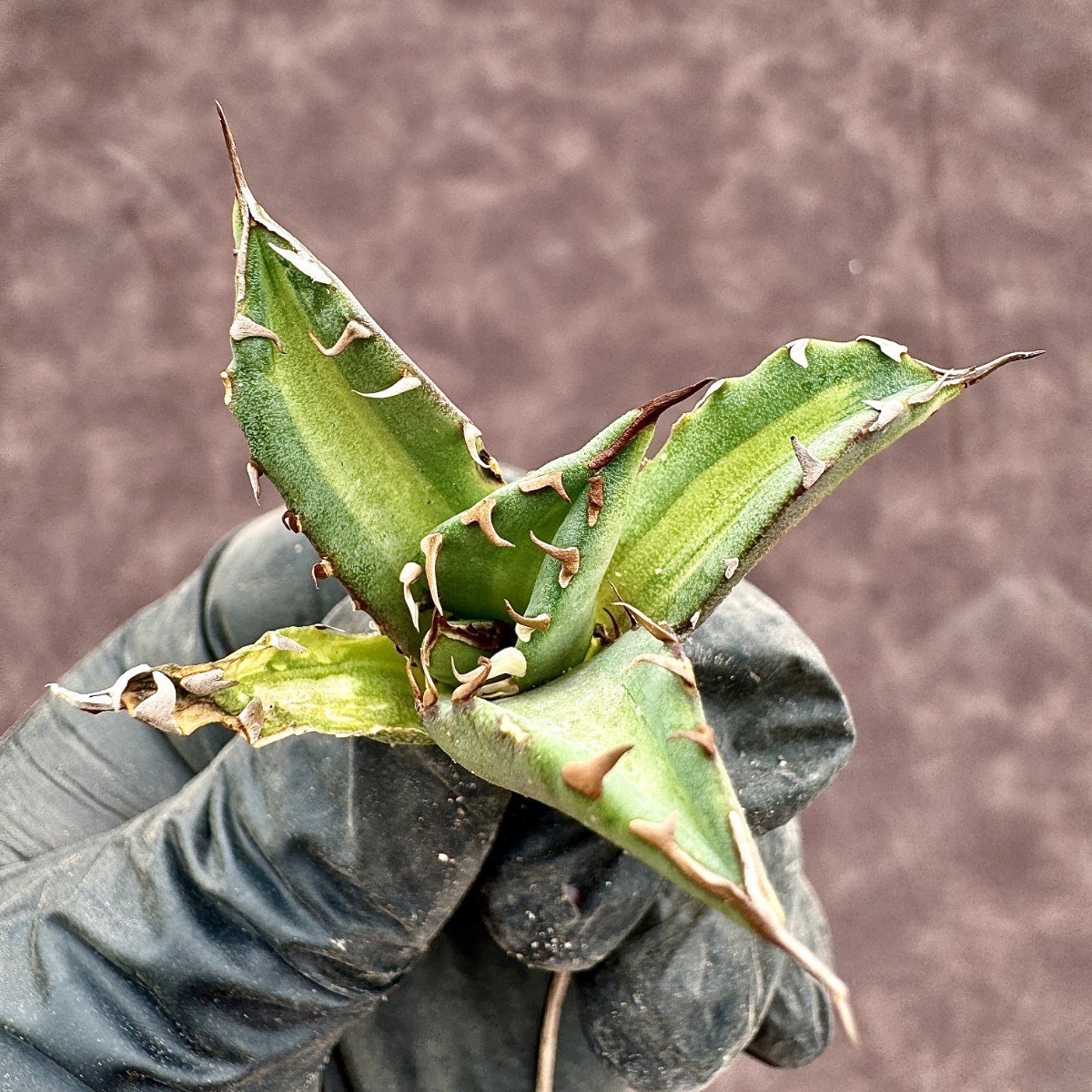 Lj_plants】 アガベ チタノタ 姫厳竜錦 極上斑入り 白中斑 希少株 子株