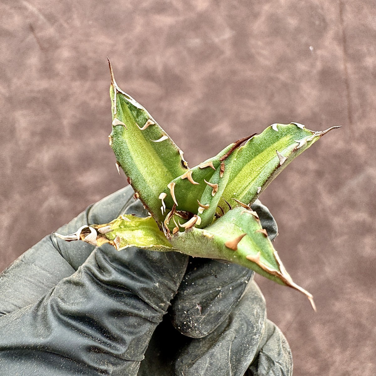Lj_plants】 アガベ チタノタ 姫厳竜錦 極上斑入り 白中斑 希少株 子株