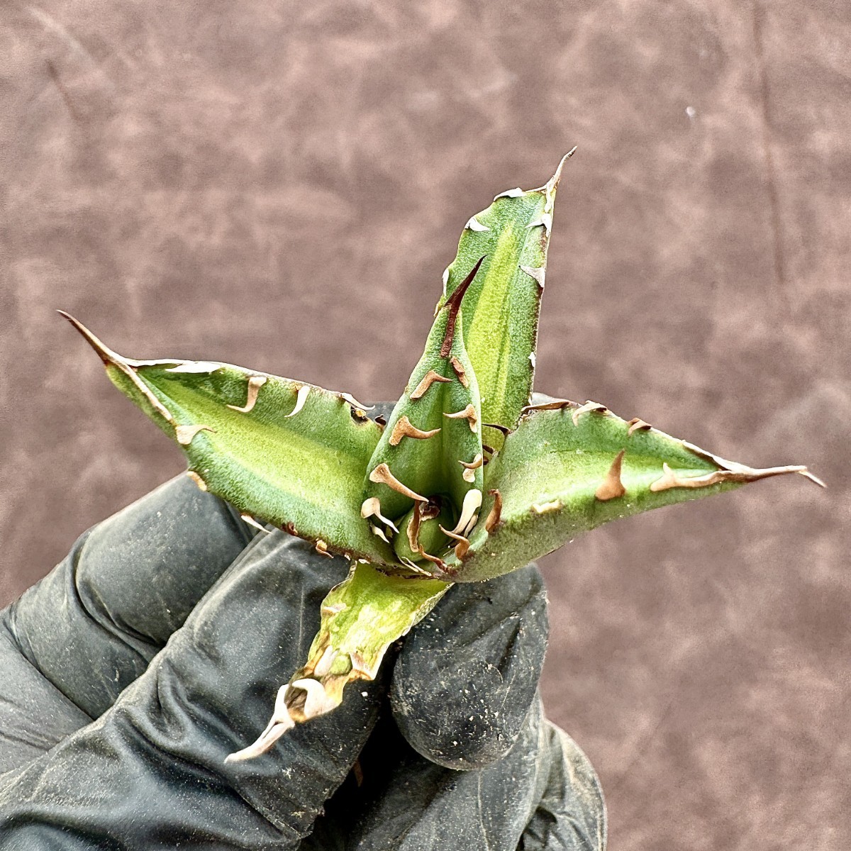 Lj_plants】 アガベ チタノタ 姫厳竜錦 極上斑入り 白中斑 希少株 子株