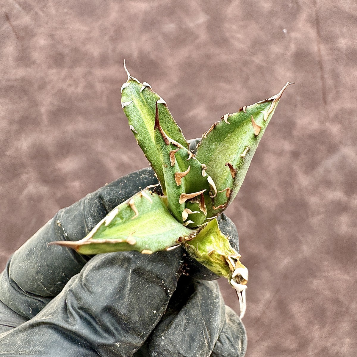 Lj_plants】 アガベ チタノタ 姫厳竜錦 極上斑入り 白中斑 希少株 子株