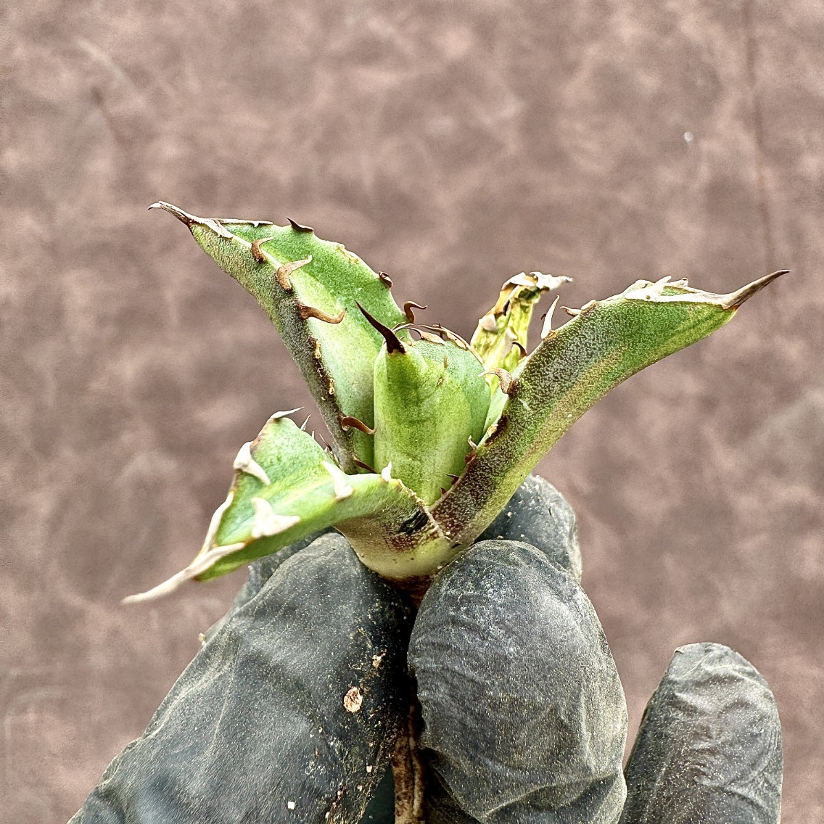 Lj_plants】 アガベ チタノタ 姫厳竜錦 極上斑入り 白中斑 希少株 子株